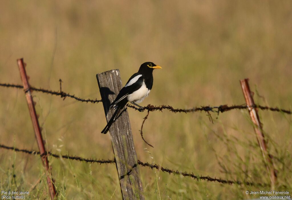 Yellow-billed Magpie