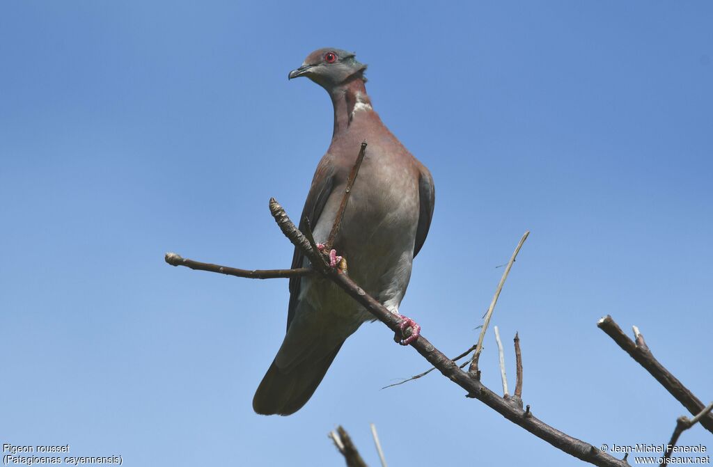 Pigeon rousset