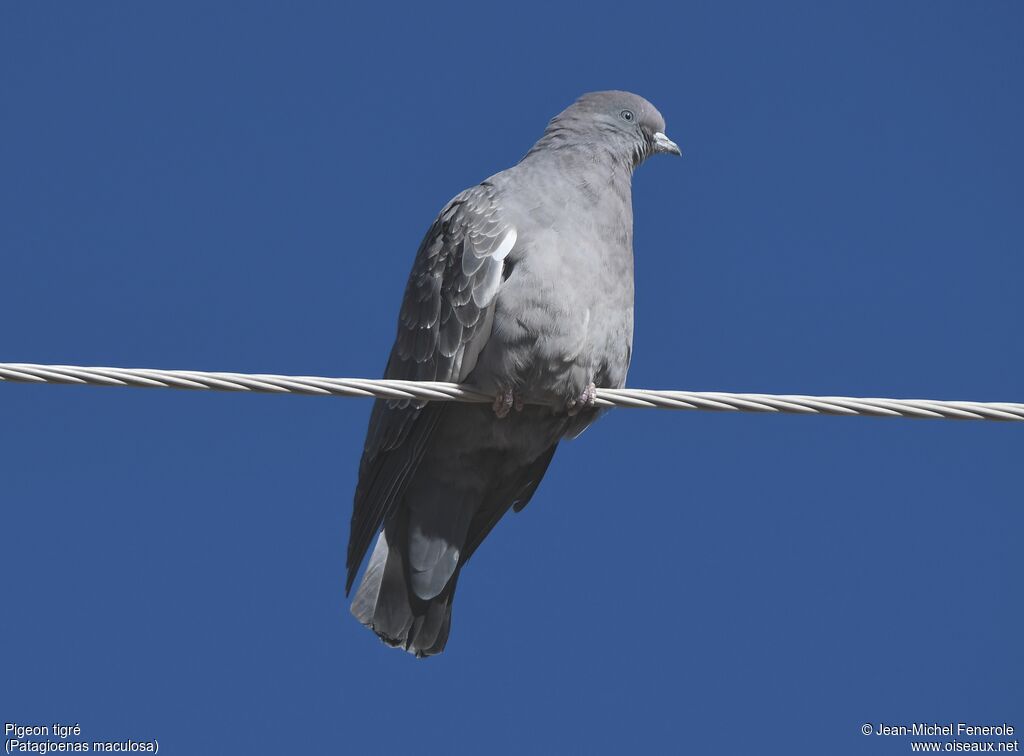 Spot-winged Pigeon
