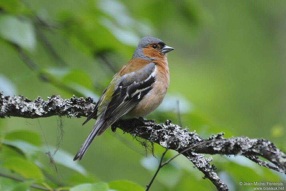 Eurasian Chaffinch
