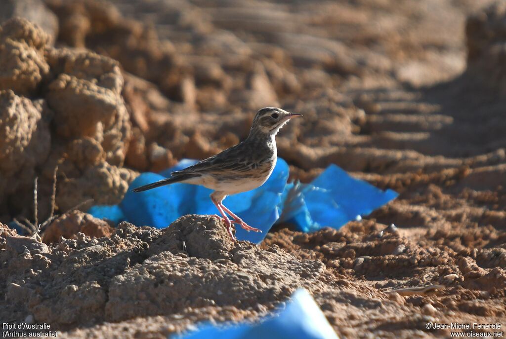 Australian Pipit