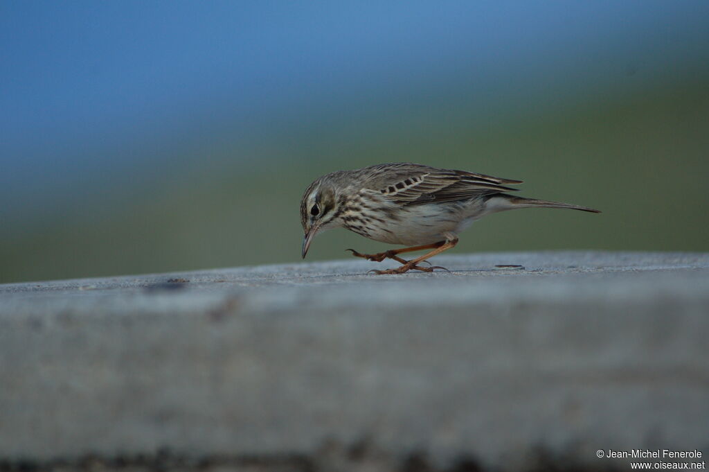 Pipit de Berthelot