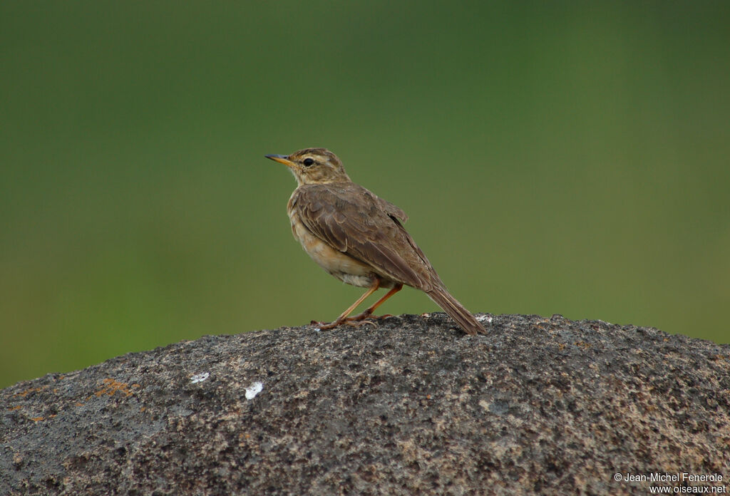 Pipit de Nicholson