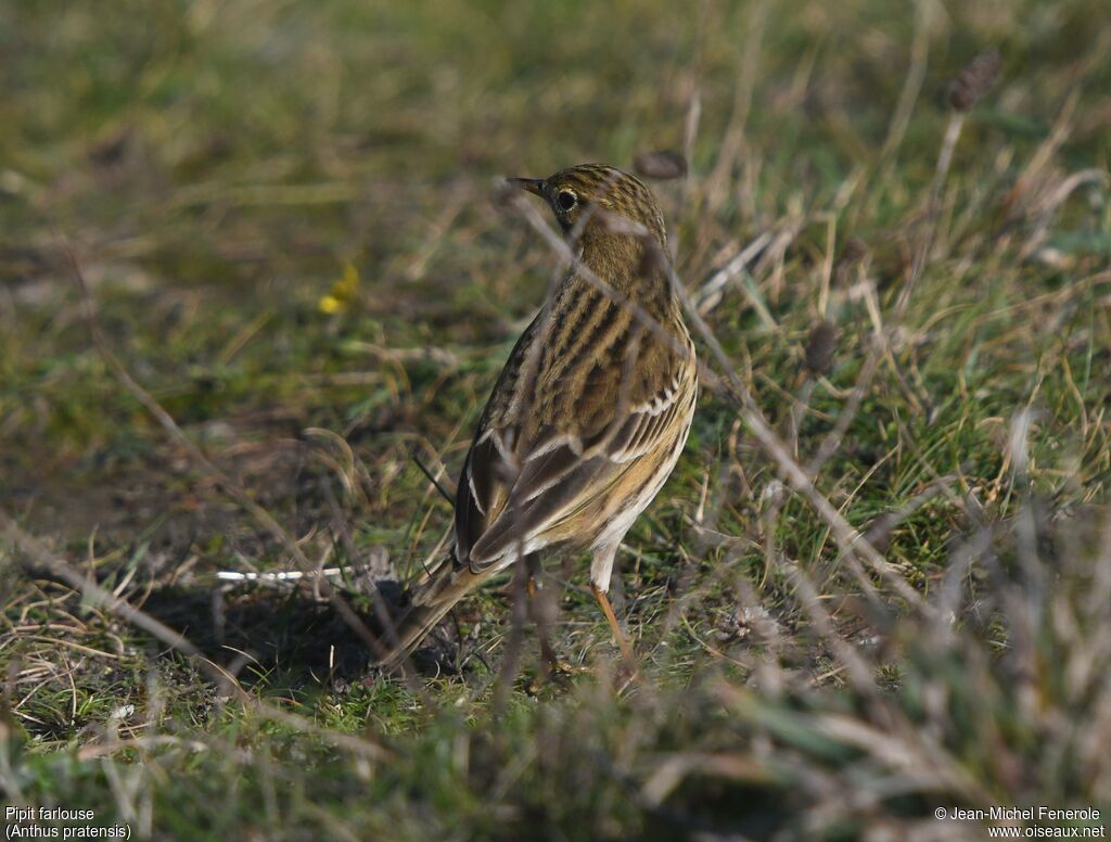 Pipit farlouse