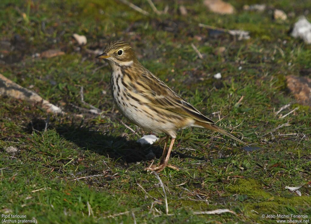 Pipit farlouse