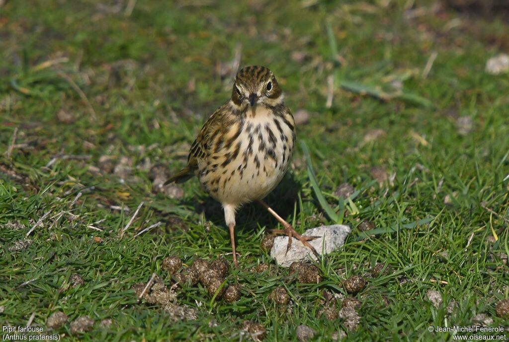 Pipit farlouse