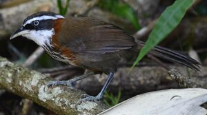 Pomatorhin de Taïwan