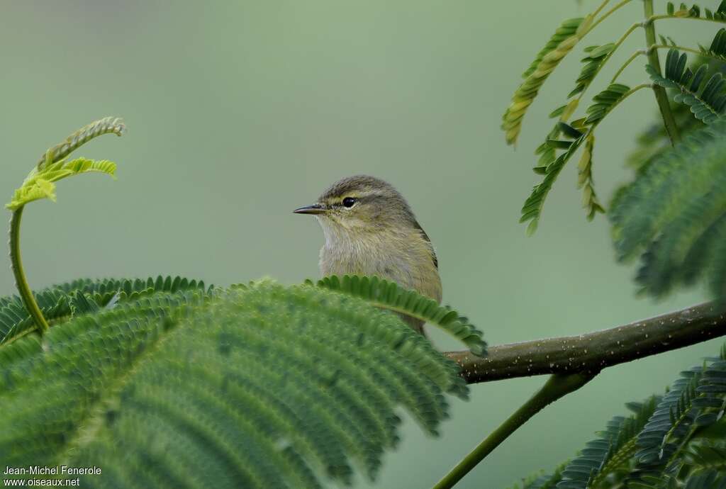 Canary Islands Chiffchaff, close-up portrait
