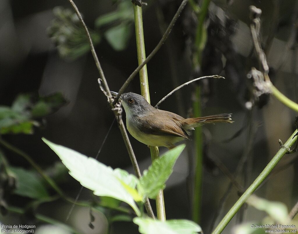 Prinia de Hodgson