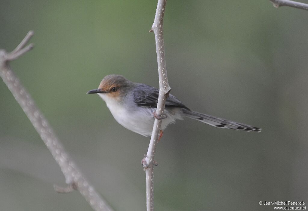 Sao Tome Prinia