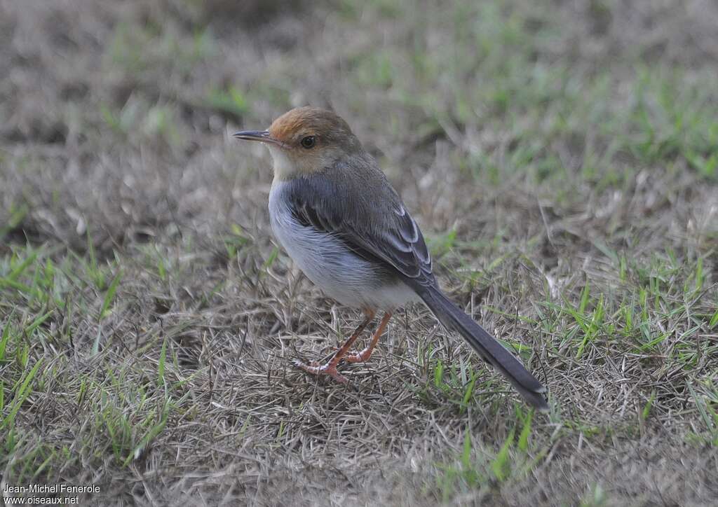 Sao Tome Priniaadult