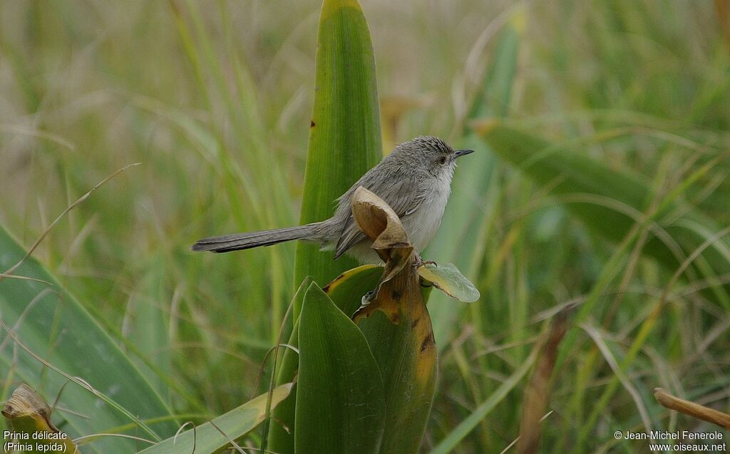 Prinia délicate