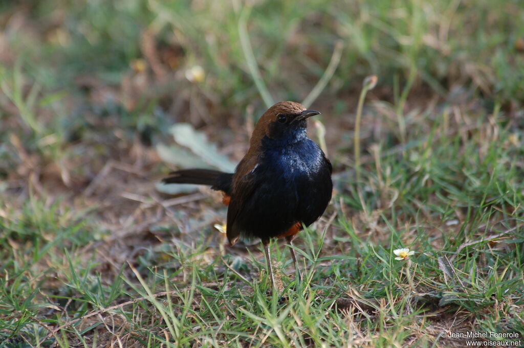 Indian Robinadult