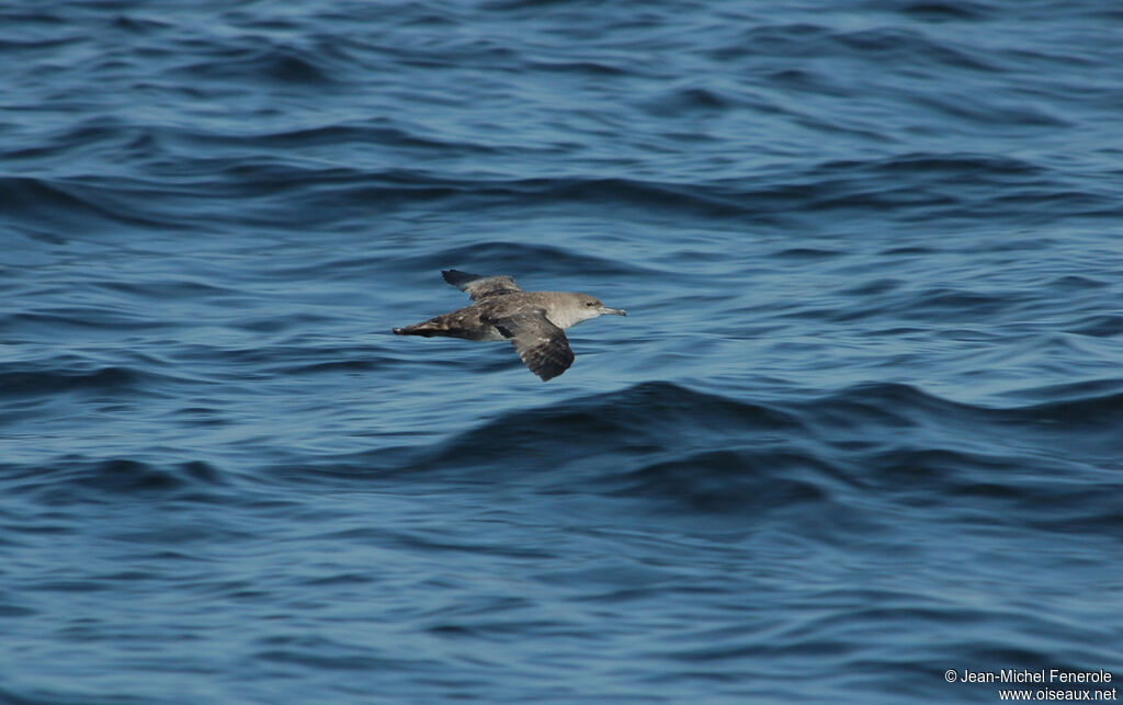 Balearic Shearwater