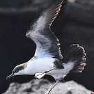 Puffin des Galapagos