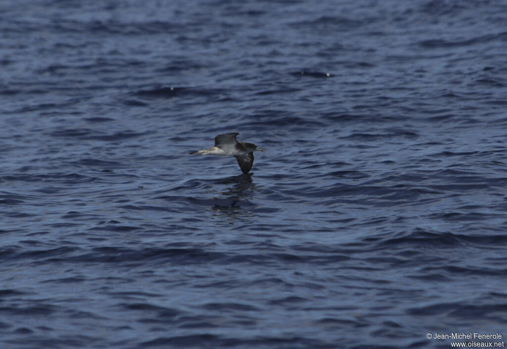 Puffin du Cap-Vert