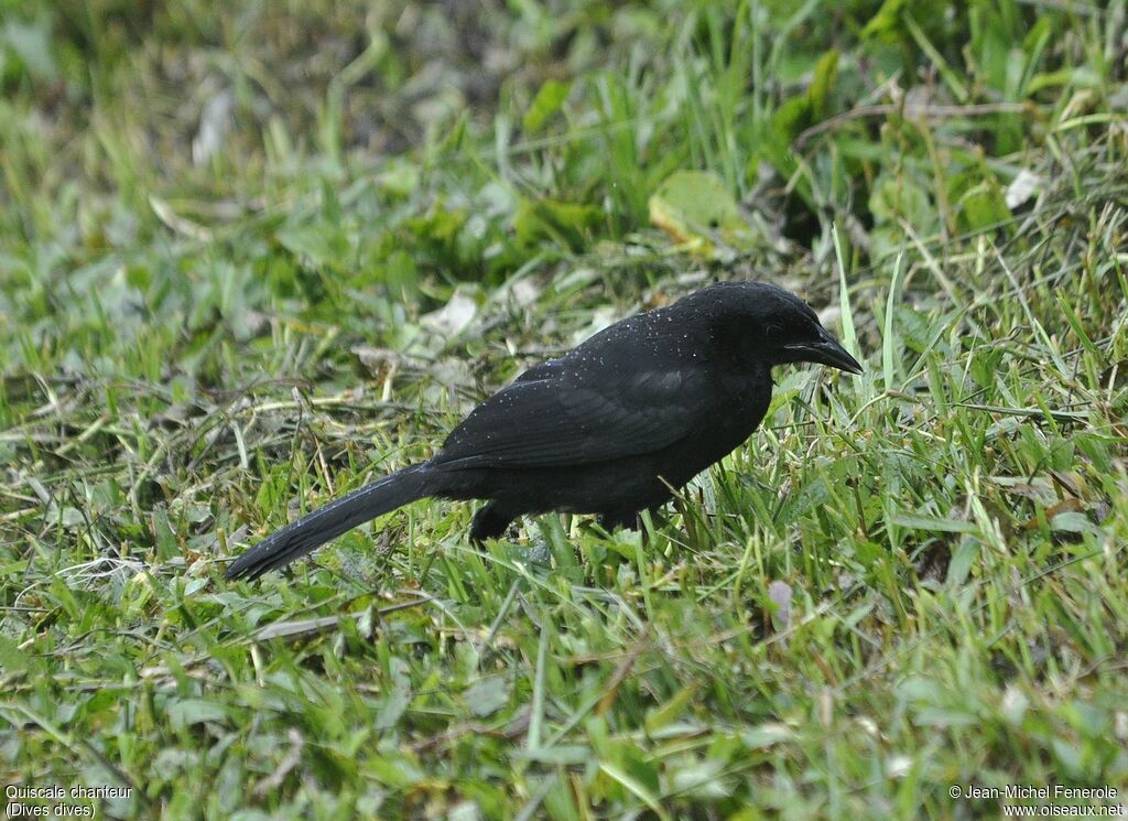 Melodious Blackbird