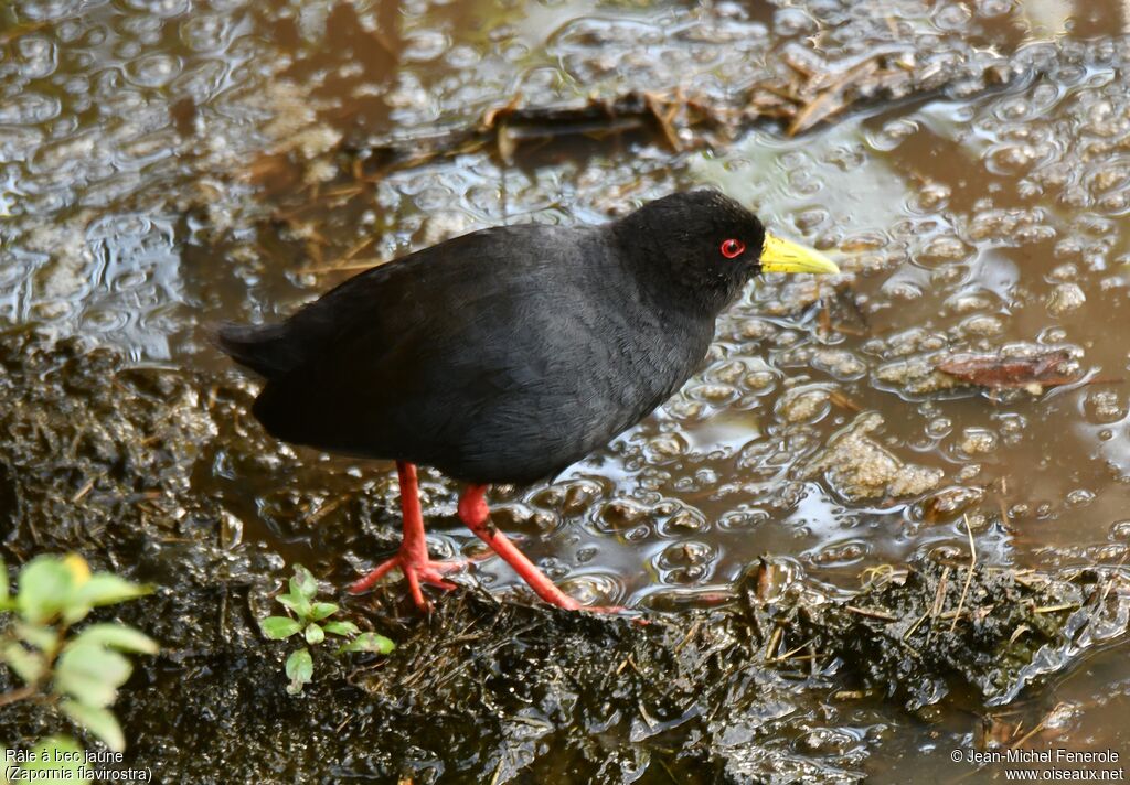 Black Crake