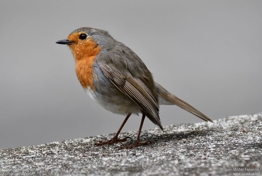 European Robin