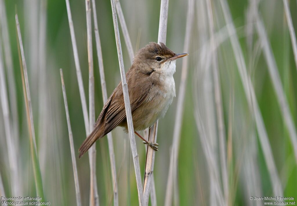 Common Reed Warbler