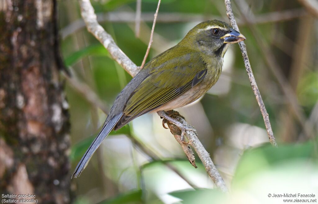 Saltator gros-bec