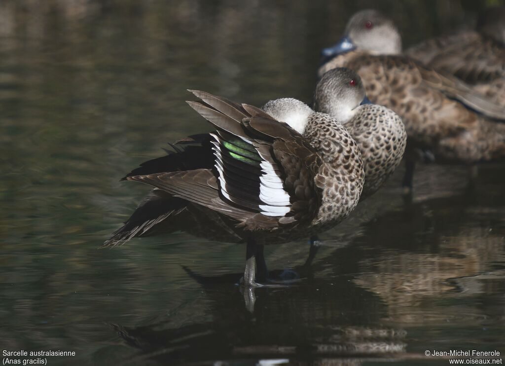 Grey Teal