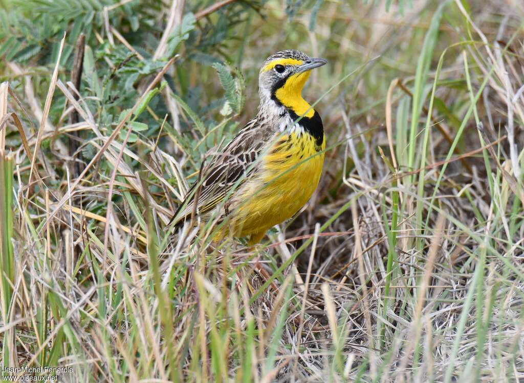 Sentinelle à gorge jaune mâle adulte, habitat