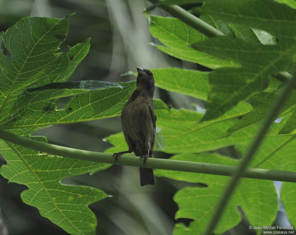 Serin roux