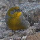 Sicale à croupion jaune