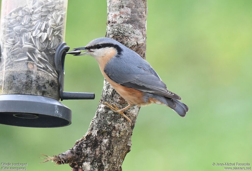 Eurasian Nuthatch