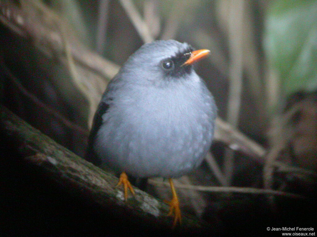 Black-faced Solitaire