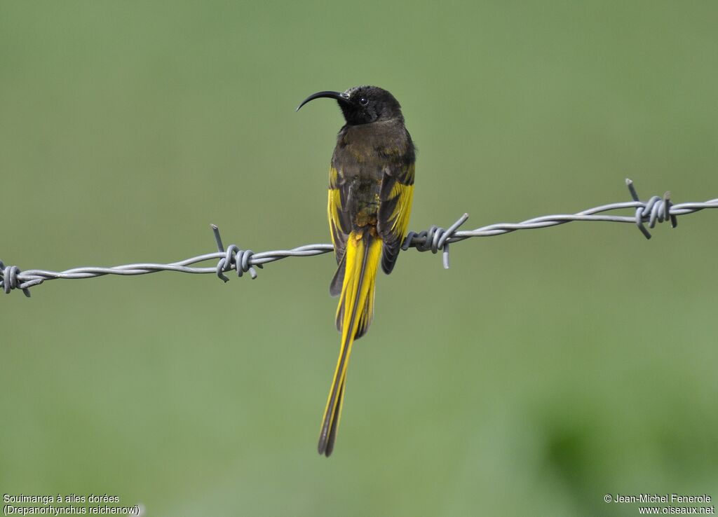 Golden-winged Sunbird