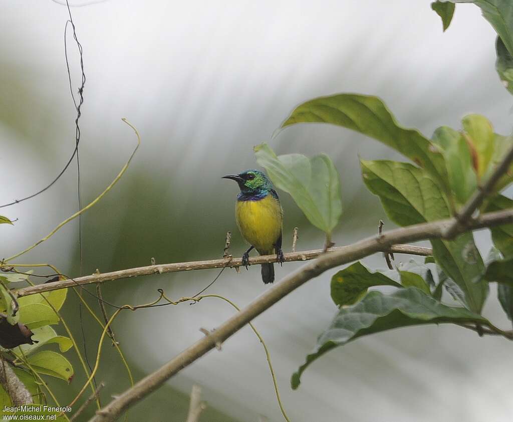 Collared Sunbird male adult, habitat