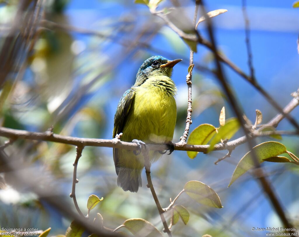 Collared Sunbirdjuvenile