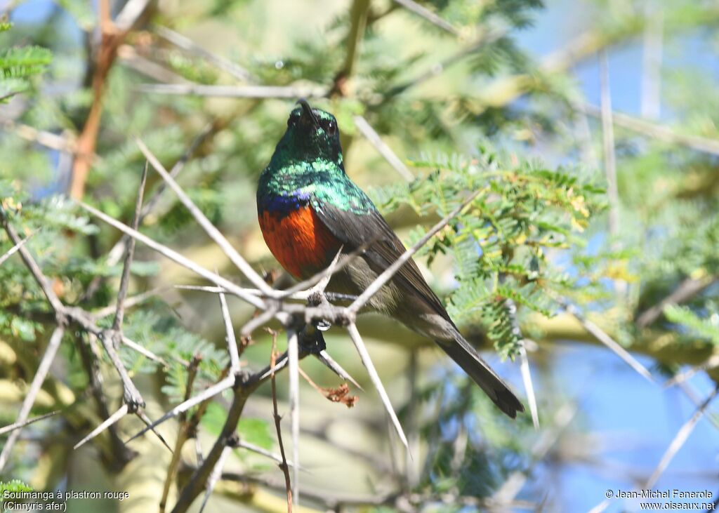 Souimanga à plastron rouge