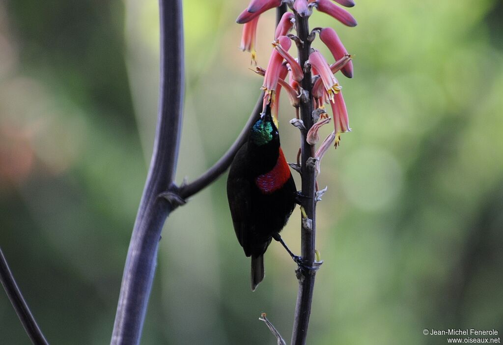 Scarlet-chested Sunbird