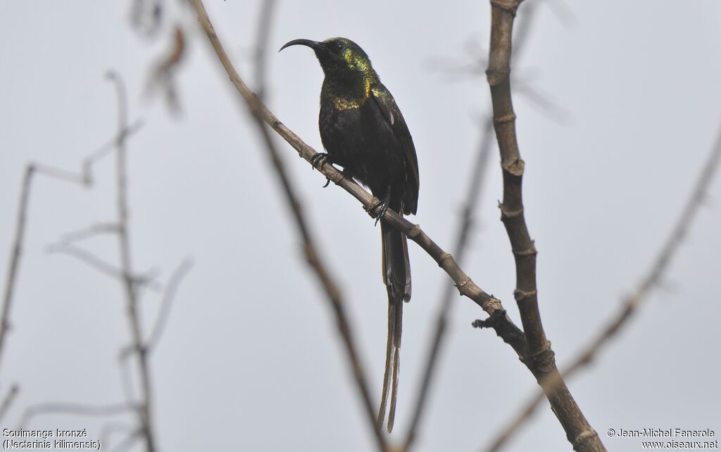 Bronze Sunbird
