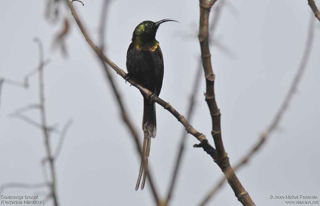 Bronze Sunbird