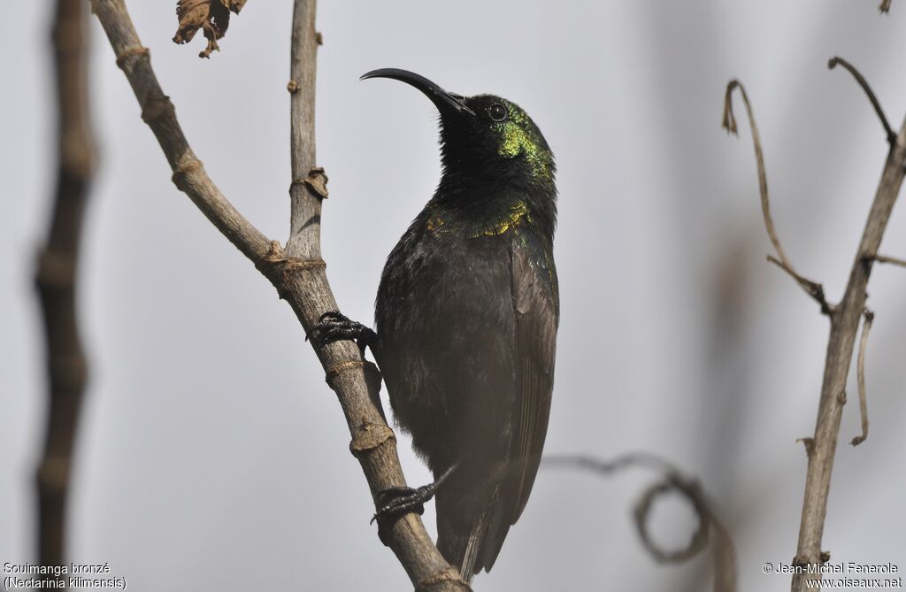 Bronze Sunbird