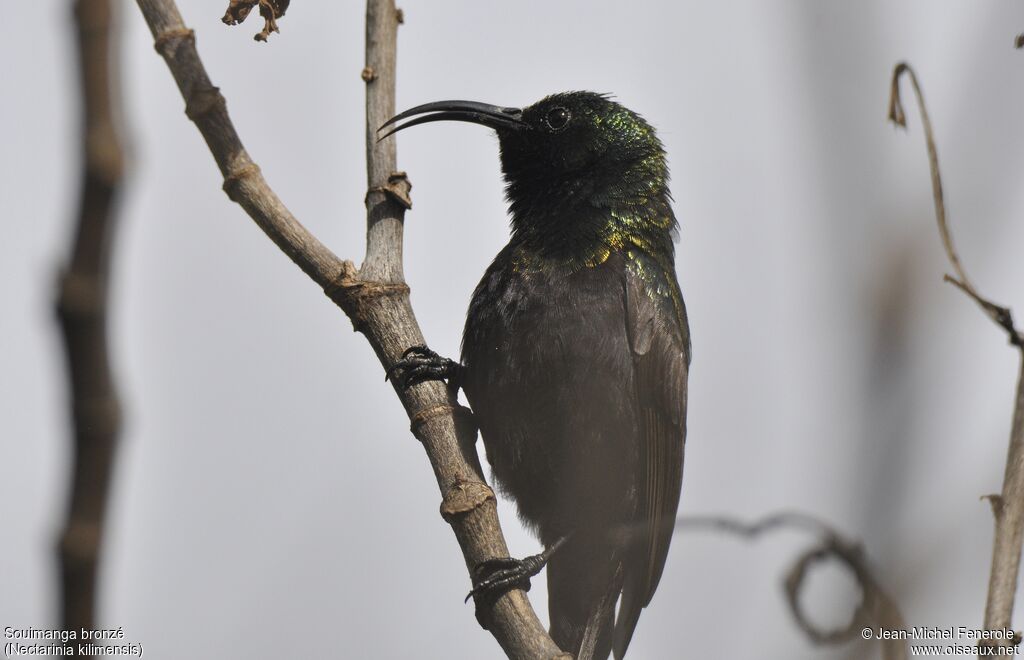 Bronze Sunbird