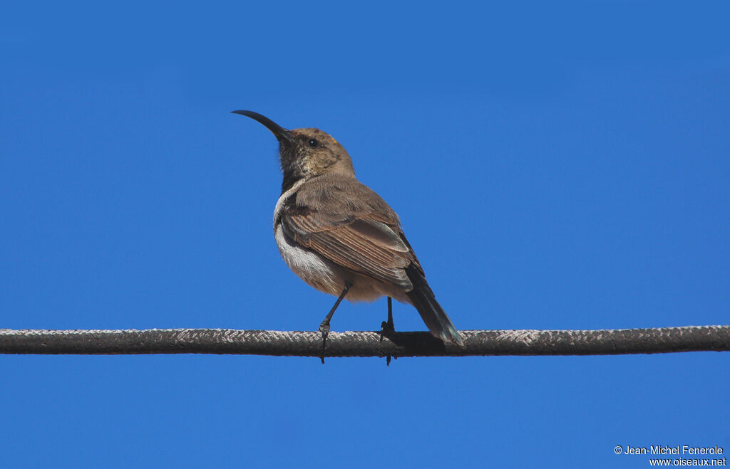 Dusky Sunbirdadult, identification