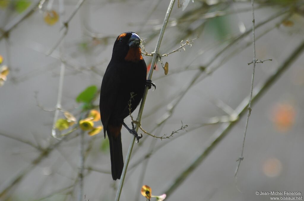 Greater Antillean Bullfinch