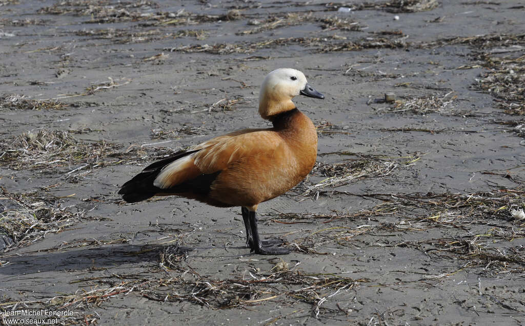Ruddy Shelduck male adult, identification