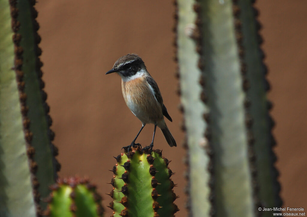 Tarier des Canaries mâle adulte, identification