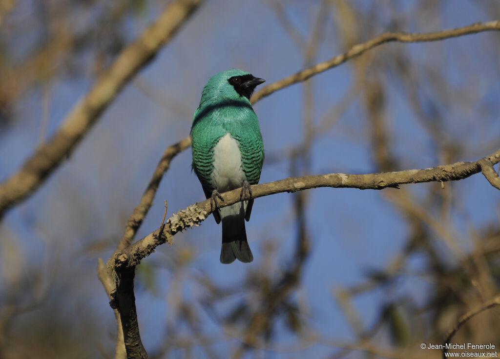 Tersine hirondelle mâle adulte