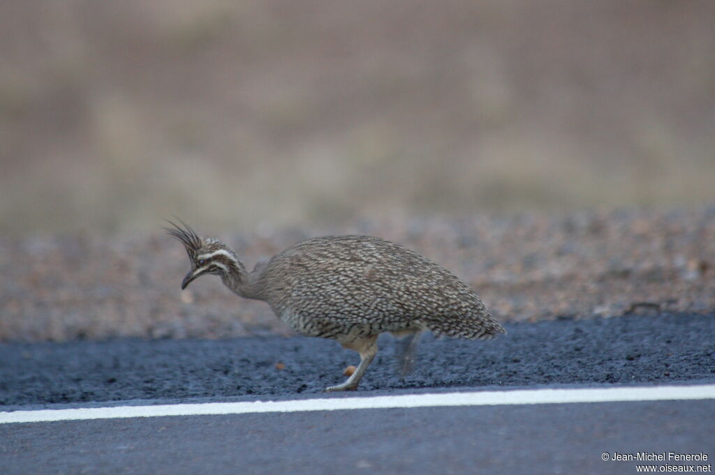 Tinamou élégant