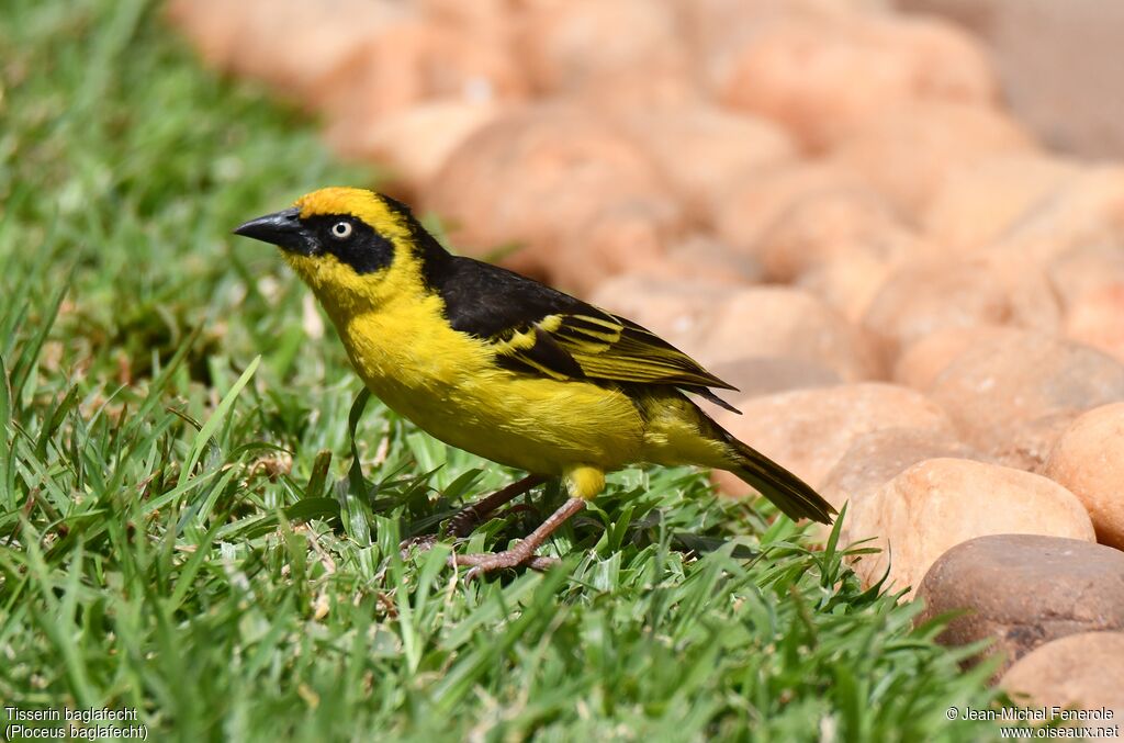 Baglafecht Weaver