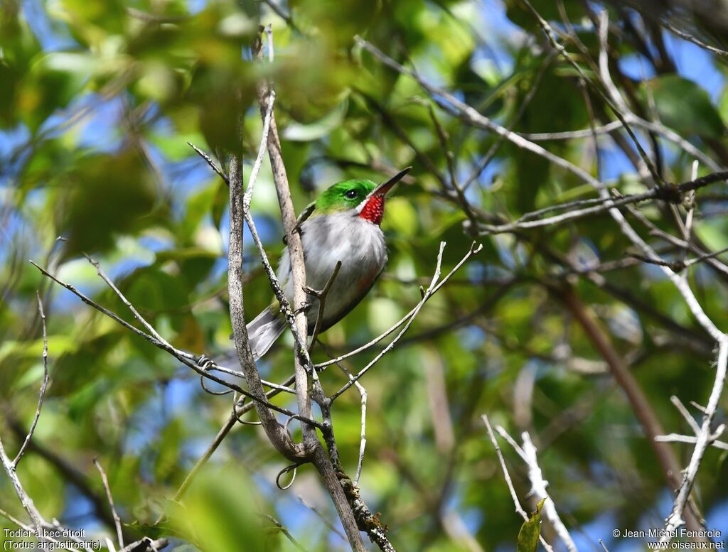 Todier à bec étroit