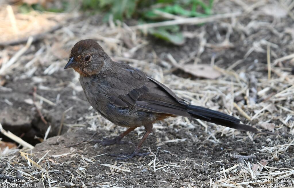California Towhee