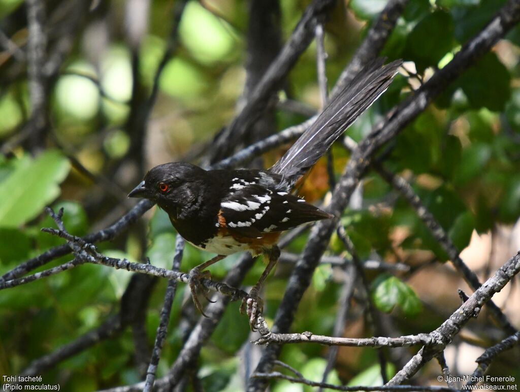 Spotted Towhee